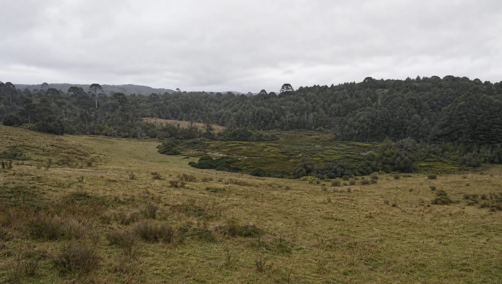 Terreno rural con pastizal en primer plano descendiendo hacia una zona húmeda de vegetación densa, con bosque nativo al fondo en un día nublado