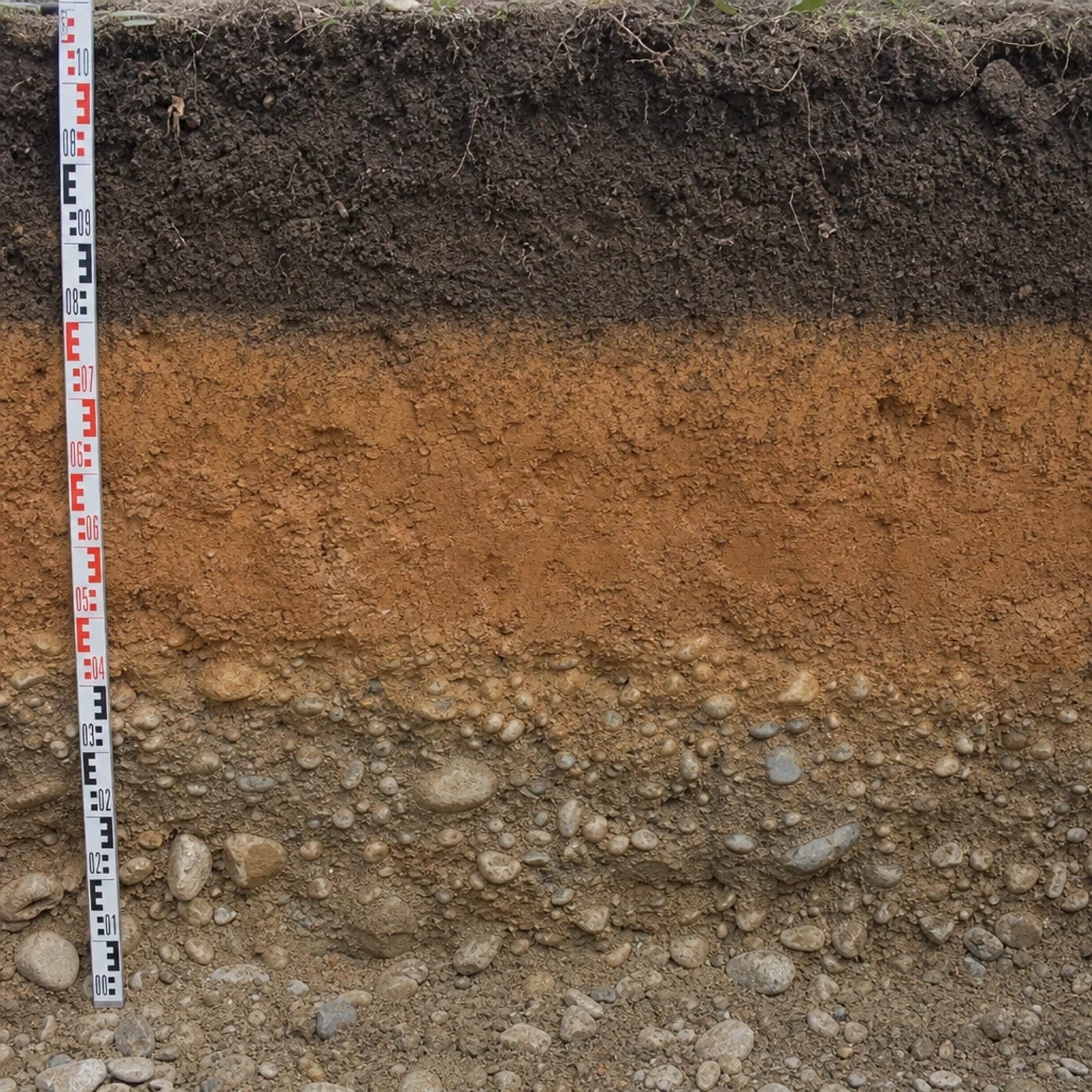 Corte vertical de terreno con tres capas visibles: tierra vegetal oscura arriba, arcilla ocre al medio y gravas abajo, con una mira topográfica apoyada